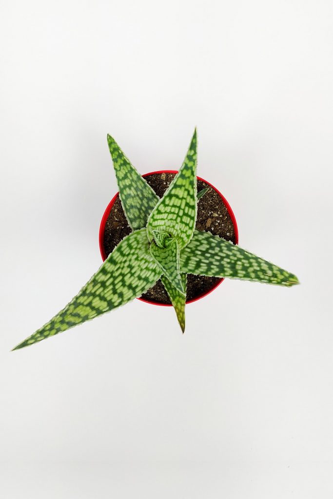 Aloe nasıl çoğaltılır?