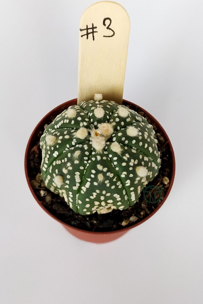 Astrophytum Asterias Super Kabuto