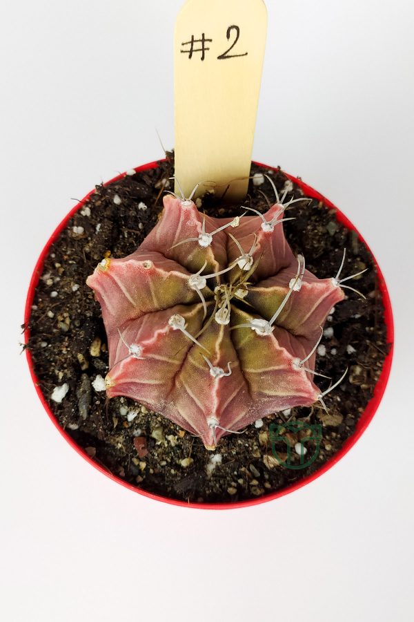 Gymnocalycium Mihanovichii Özel Seri