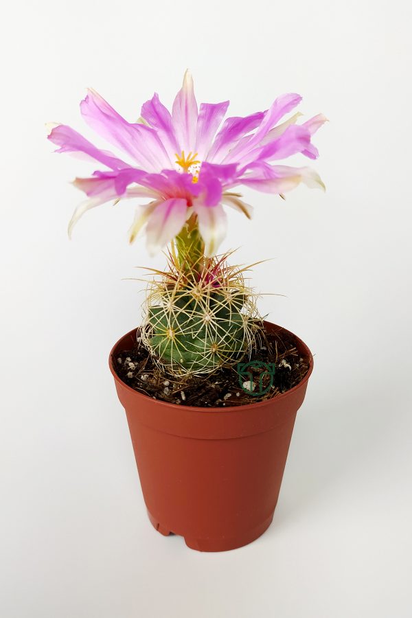 Thelocactus Bicolor