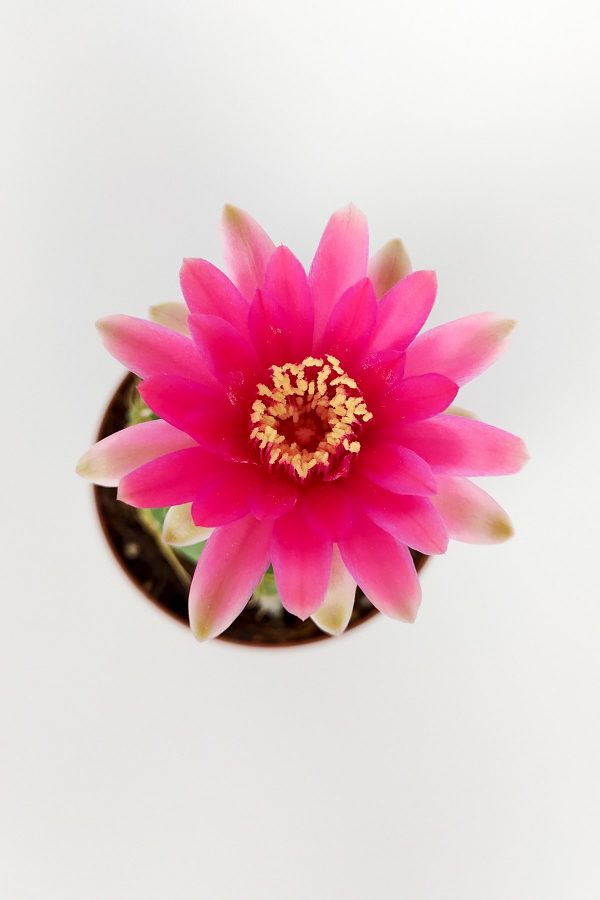 Gymnocalycium Baldianum cactus with pink flowers