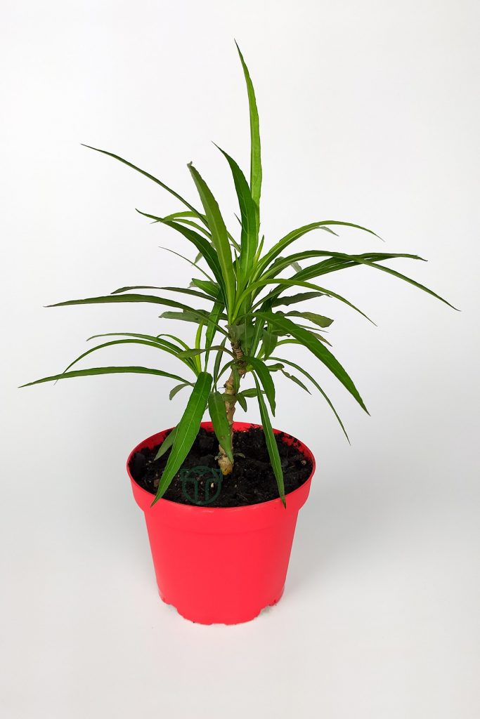 Mexican Petunia Flower Ruelia (Ruellia) in 8.5 cm red pot