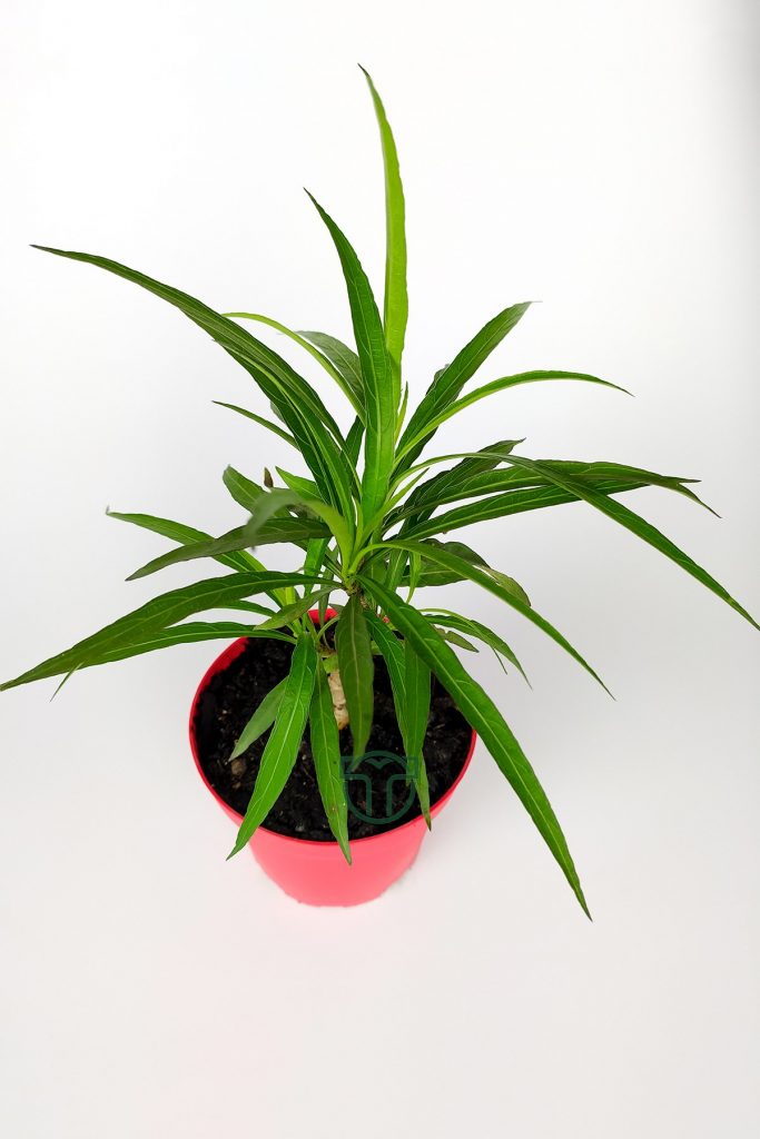 Mexican Petunia Flower Ruelia (Ruellia) in 8.5 cm red pot