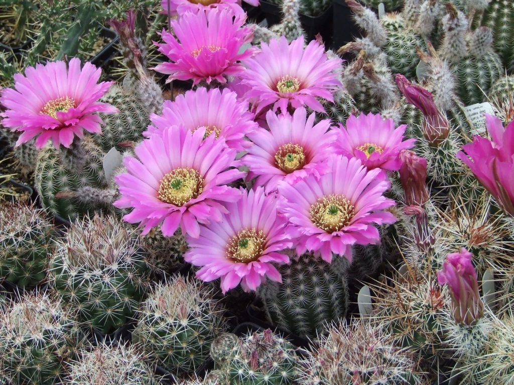 Echinocereus Pectinatus pembe çiçek açan kaktüs