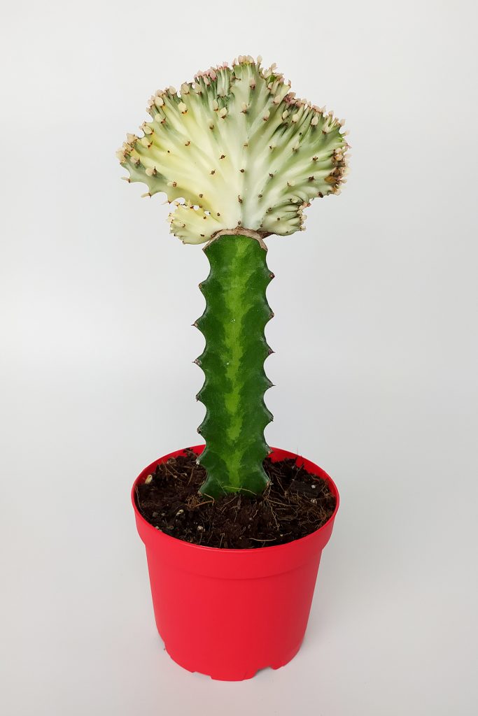 Euphorbia Lactea Cristata Aşılı Kaktüs