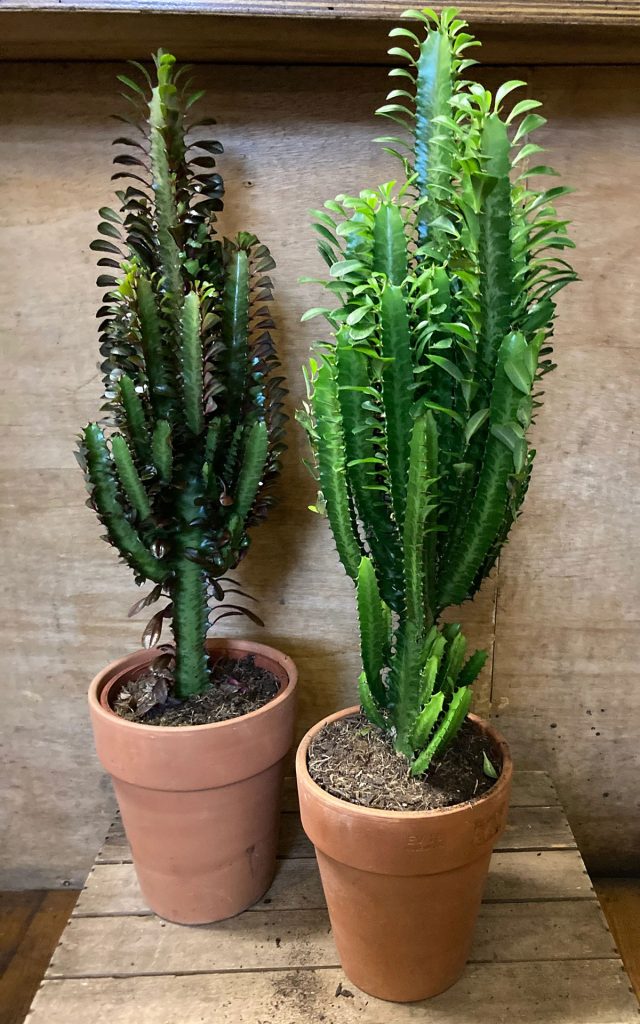 African milk tree Euphorbia-Trigona