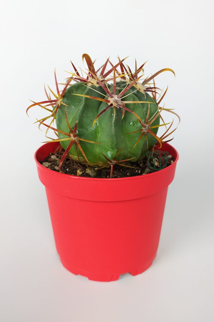 Ferocactus Latispinus Pembe Çiçek Açan Nadir Özel Tür Kaktüs