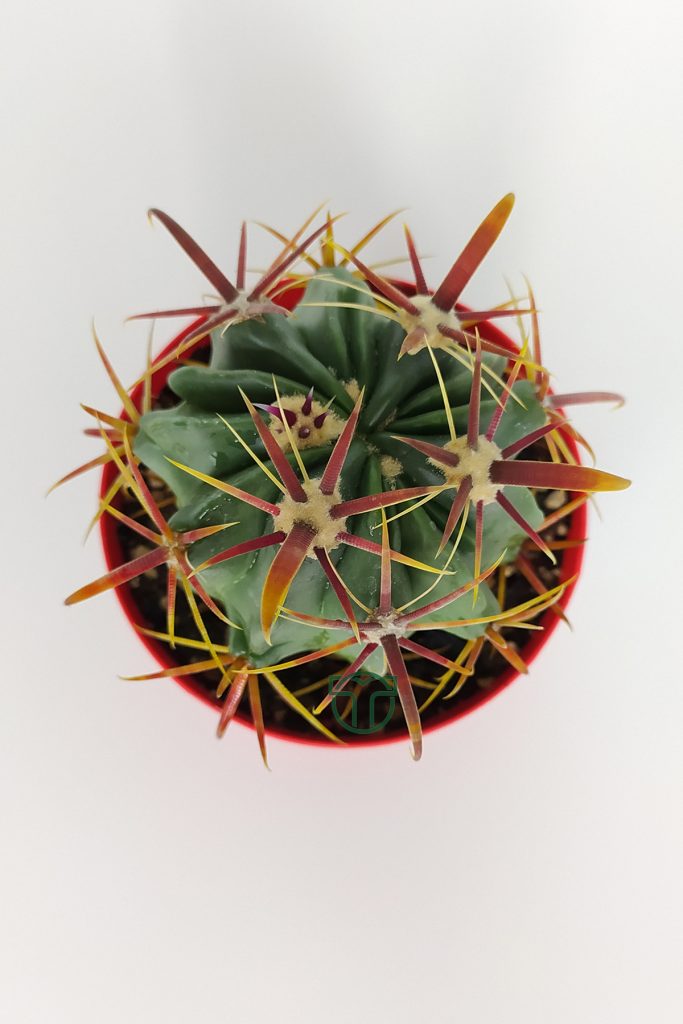 Ferocactus Latispinus Pembe Çiçek Açan Nadir Özel Tür Kaktüs